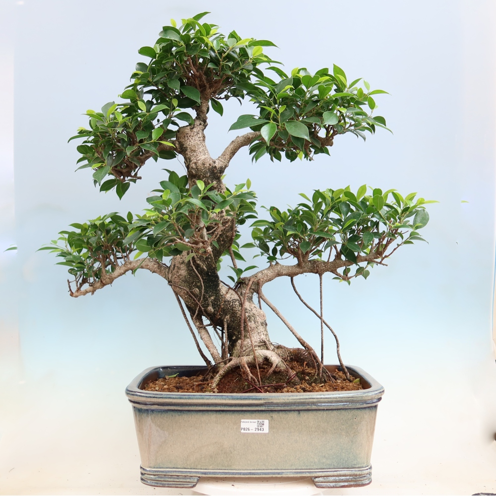 Pokojová bonsai - Ficus kimmen -  malolistý fíkus