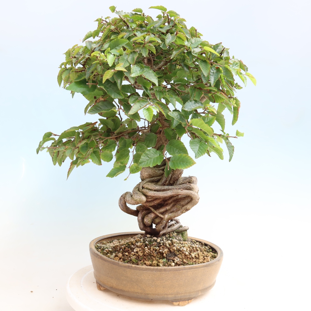 Venkovní bonsai -Carpinus CARPINOIDES - Habr korejský