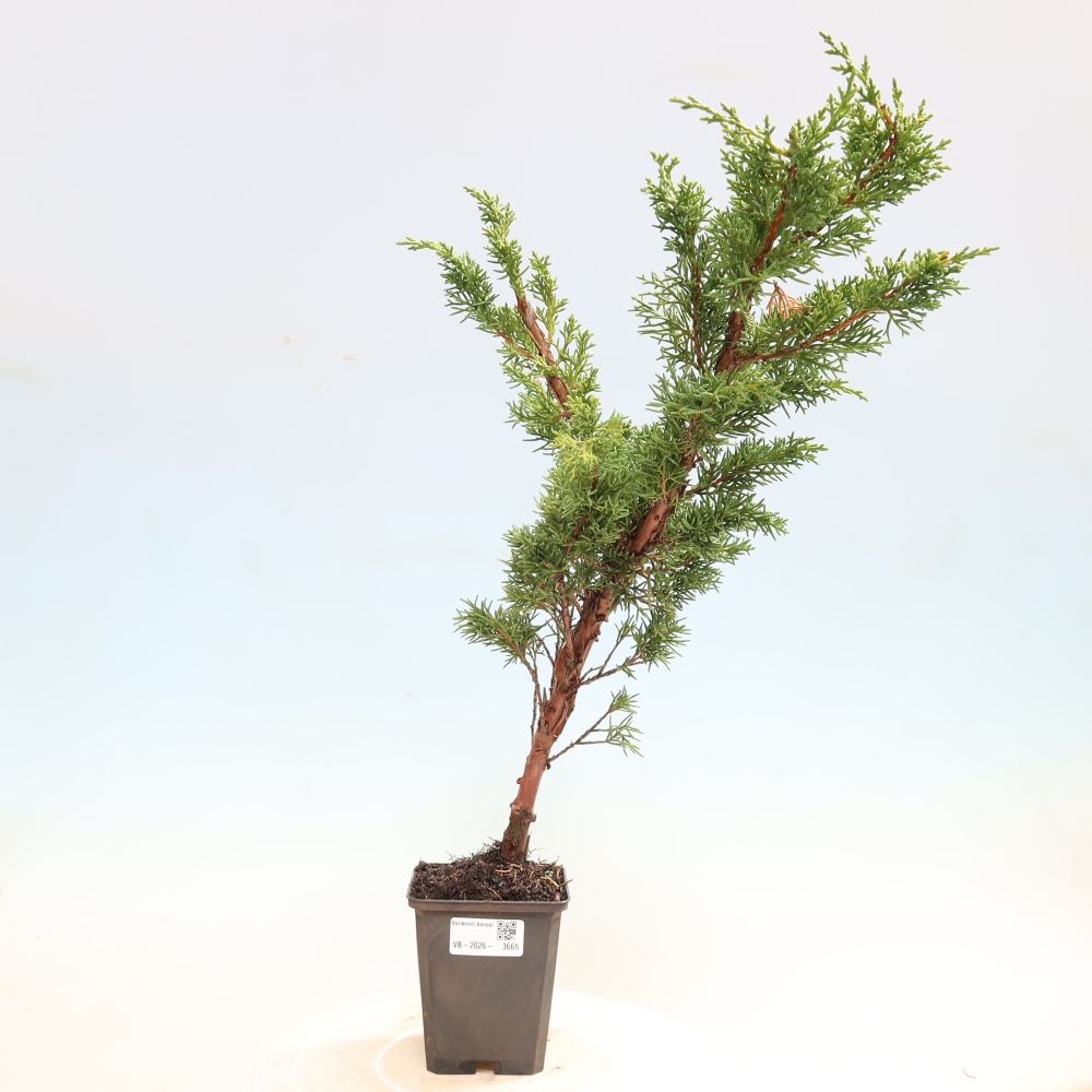 Venkovní bonsai - Juniperus chinensis Kishu -Jalovec čínský