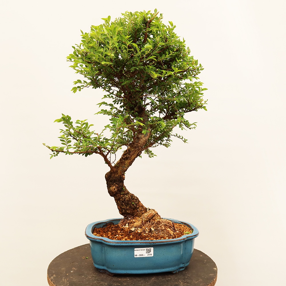 Venkovní bonsai - Zelkova - Zelkova NIRE