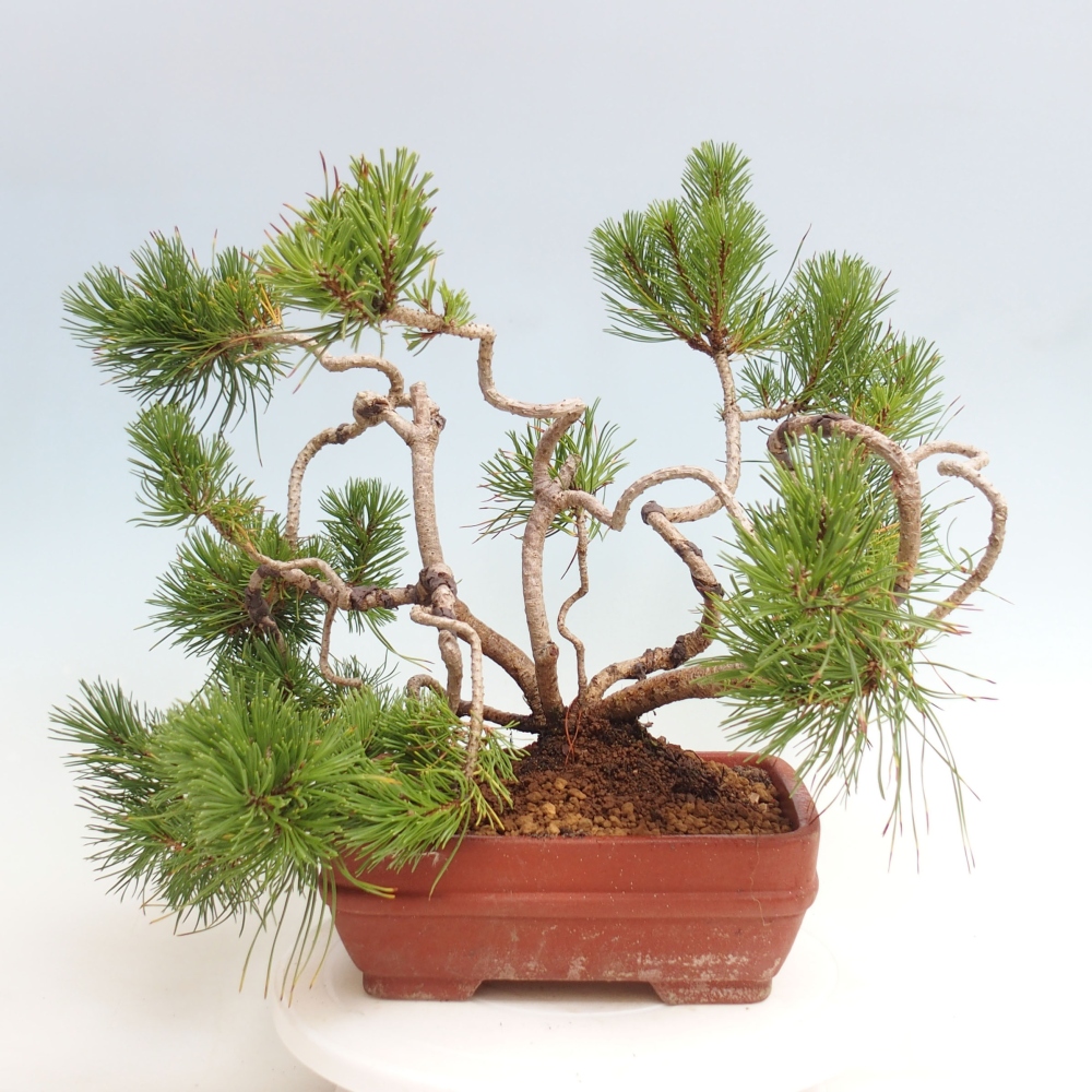 Venkovní bonsai - Pinus Mugo  - Borovice