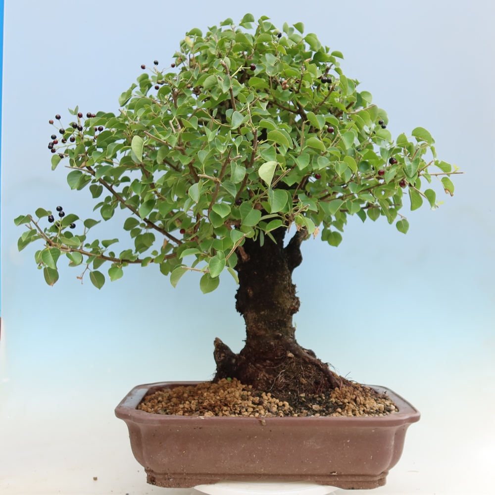 Venkovní bonsai - Mahalebka - Prunus mahaleb