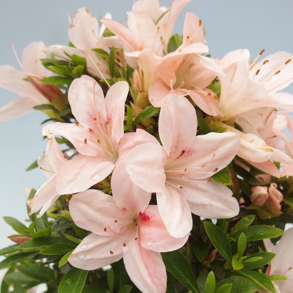 Venkovní bonsai - Japonská azalka - Azalea Nikko