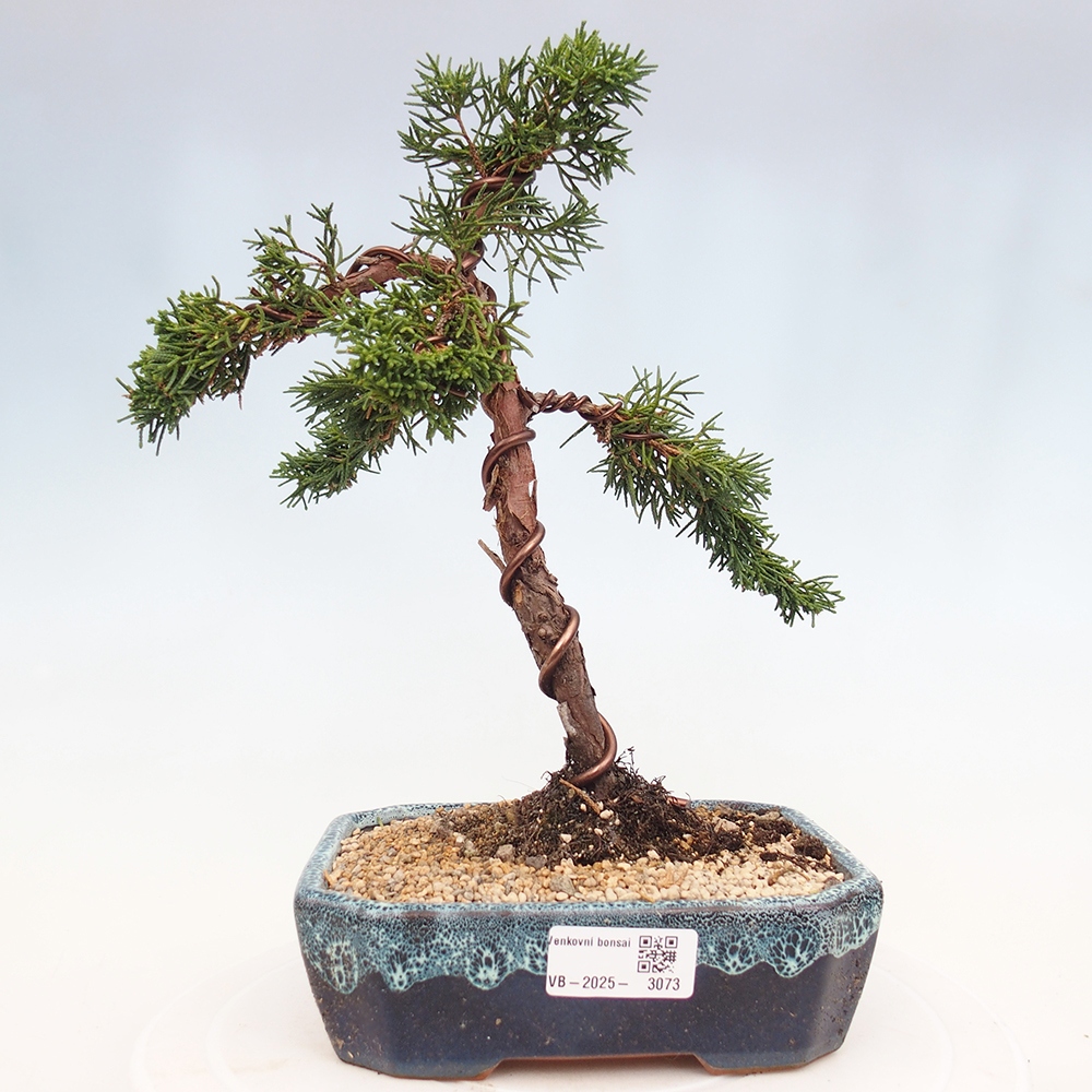 Venkovní bonsai - Juniperus chinensis Kishu -Jalovec čínský