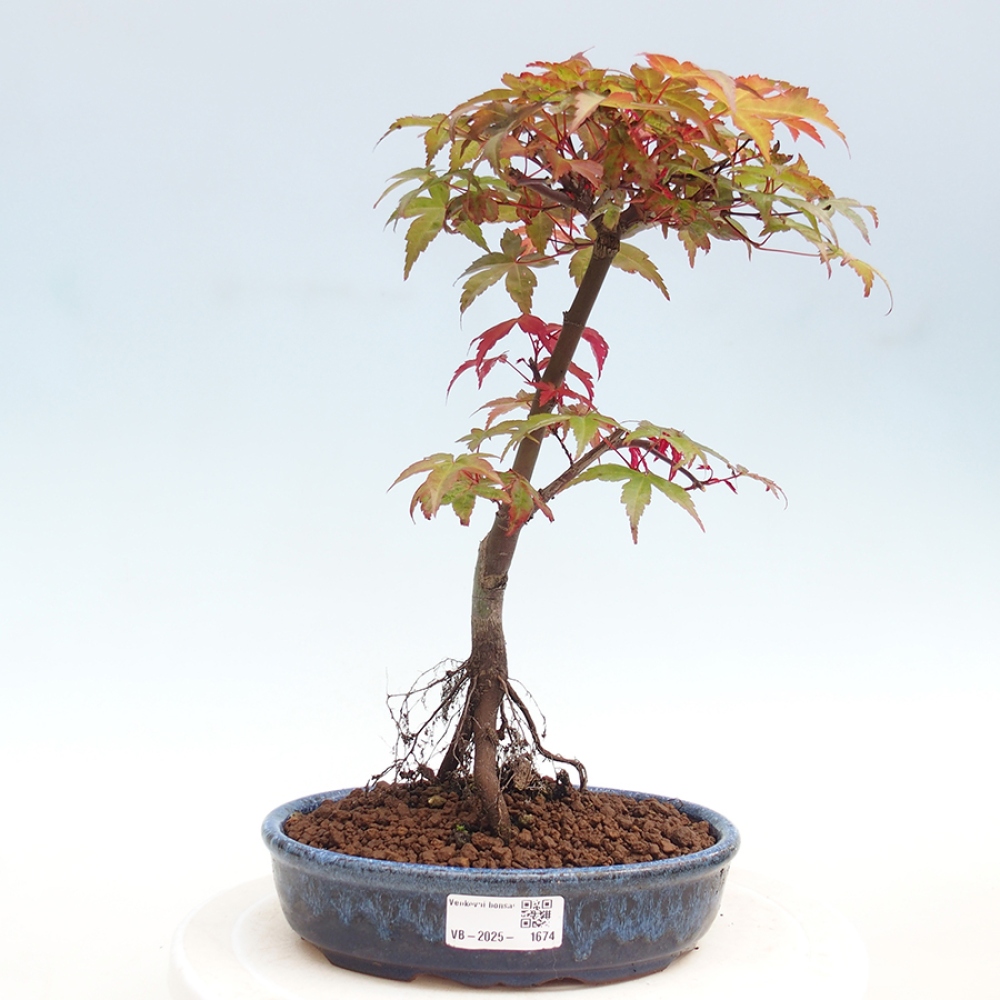 Venkovní bonsai - Javor dlanitolistý - Acer palmatum DESHOJO