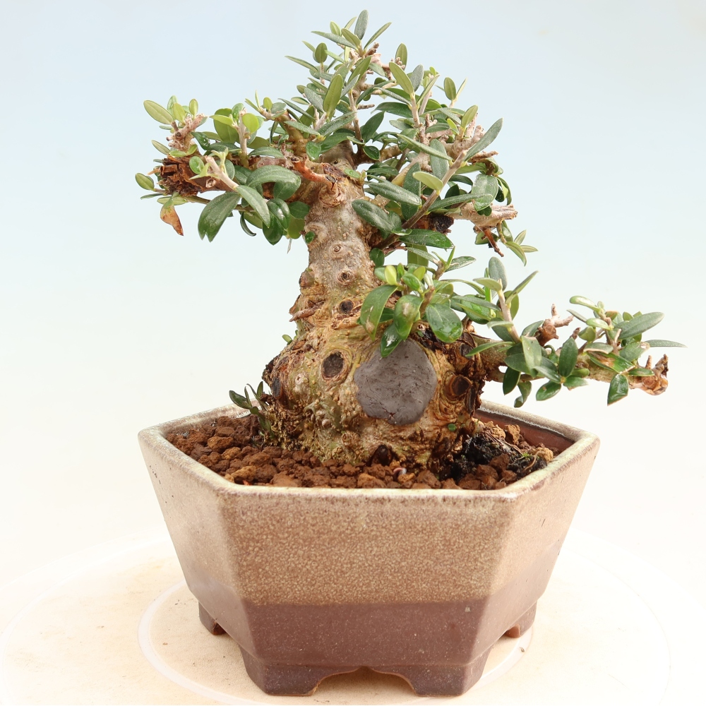 Pokojová bonsai - Olea europaea sylvestris -Oliva evropská drobnolistá
