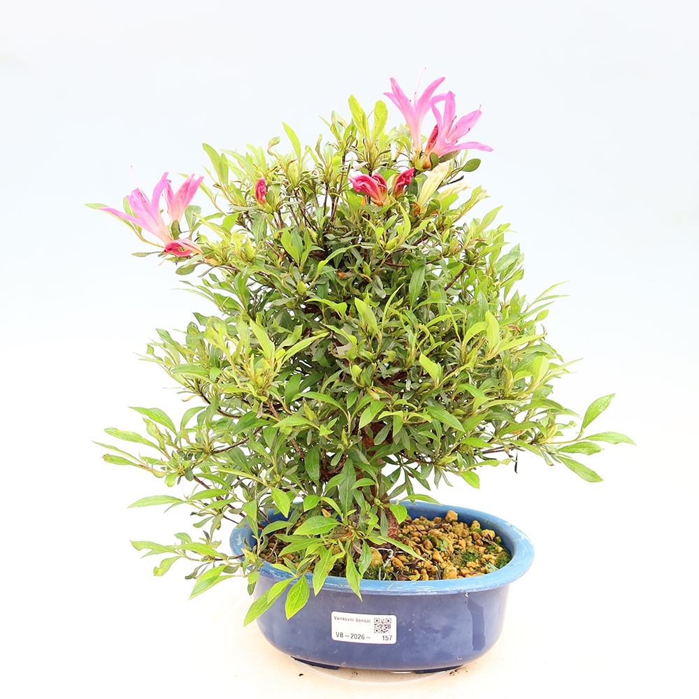 Venkovní bonsai - Japonská azalka - Azalea Ryusen