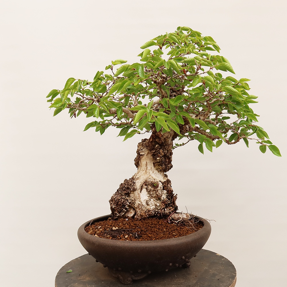 Venkovní bonsai -Carpinus Coreana - Habr korejský