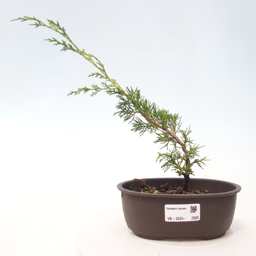 Venkovní bonsai - Juniperus chinensis Itoigawa -Jalovec čínský