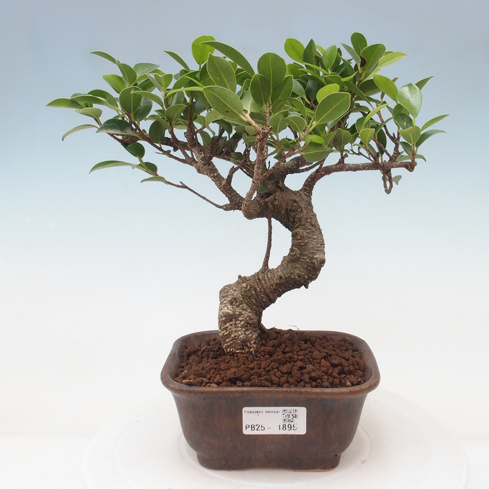Pokojová bonsai - Ficus retusa -  malolistý fíkus
