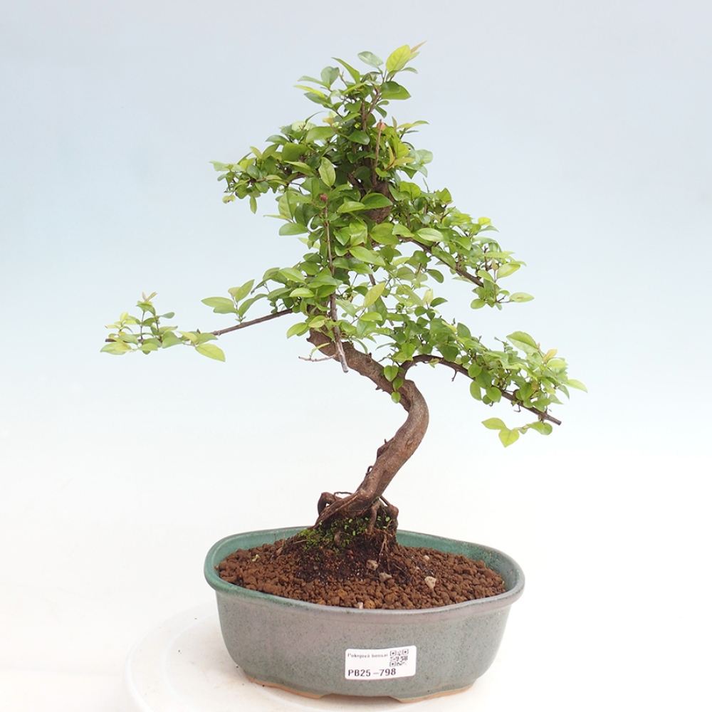 Pokojová bonsai - Sagerécie thea - Sagerécie thea