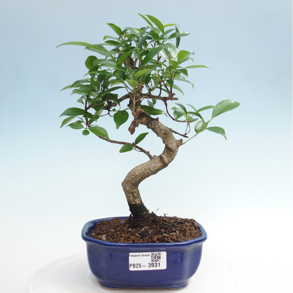 Pokojová bonsai - Ficus retusa -  malolistý fíkus