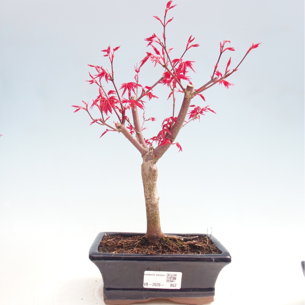 Venkovní bonsai - Javor dlanitolistý - Acer palmatum DESHOJO