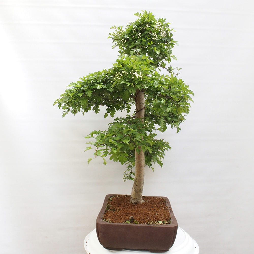 Venkovní bonsai - Hloh - Crataegus monogyna