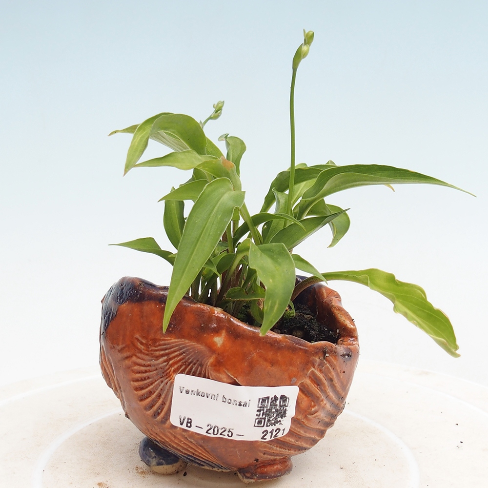 Venkovní bonsai - Mini Hosta - Bohyška