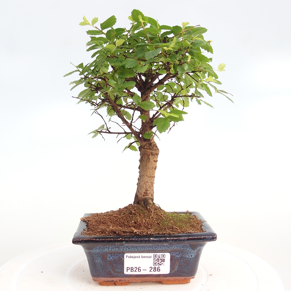 Pokojová bonsai - Ulmus parvifolia - Malolistý jilm