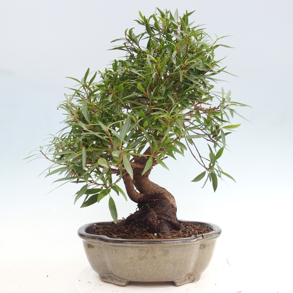 Pokojová bonsai - Ficus nerifolia -  malolistý fíkus