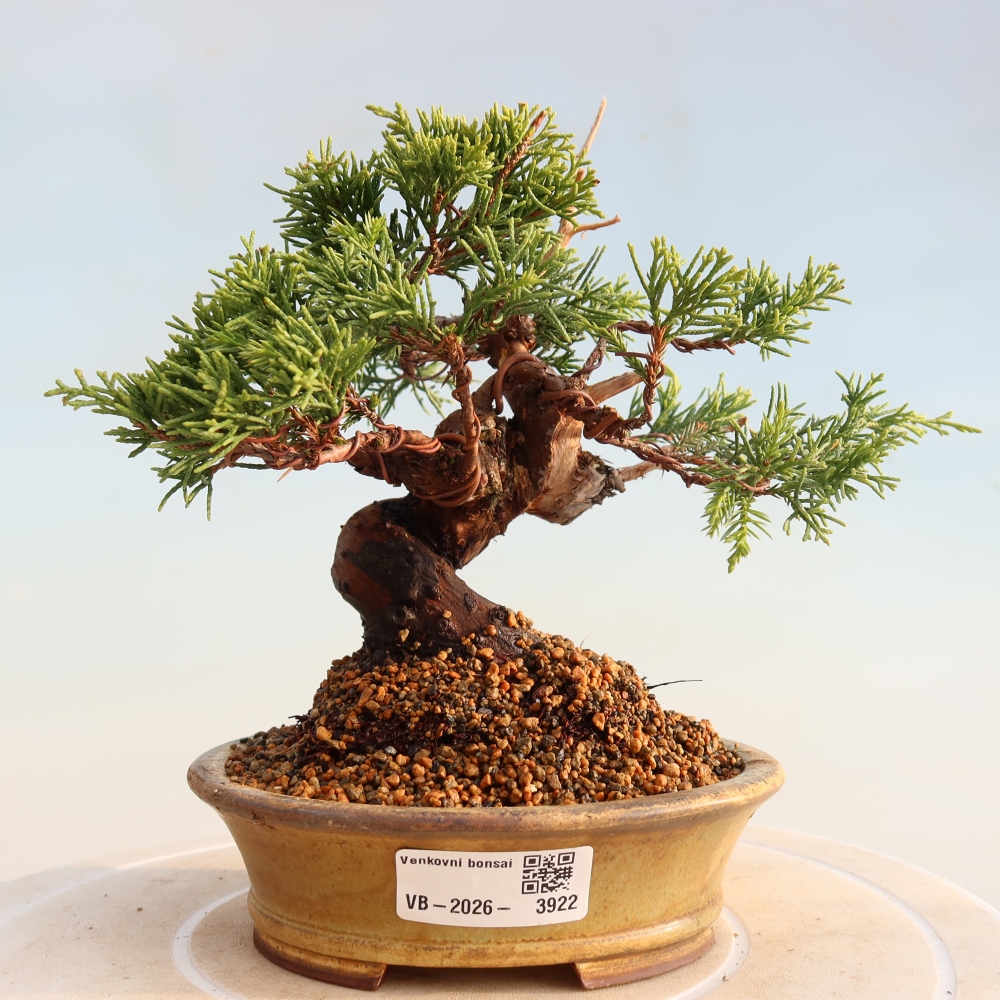 Venkovní bonsai - Juniperus chinensis Itoigawa -Jalovec čínský