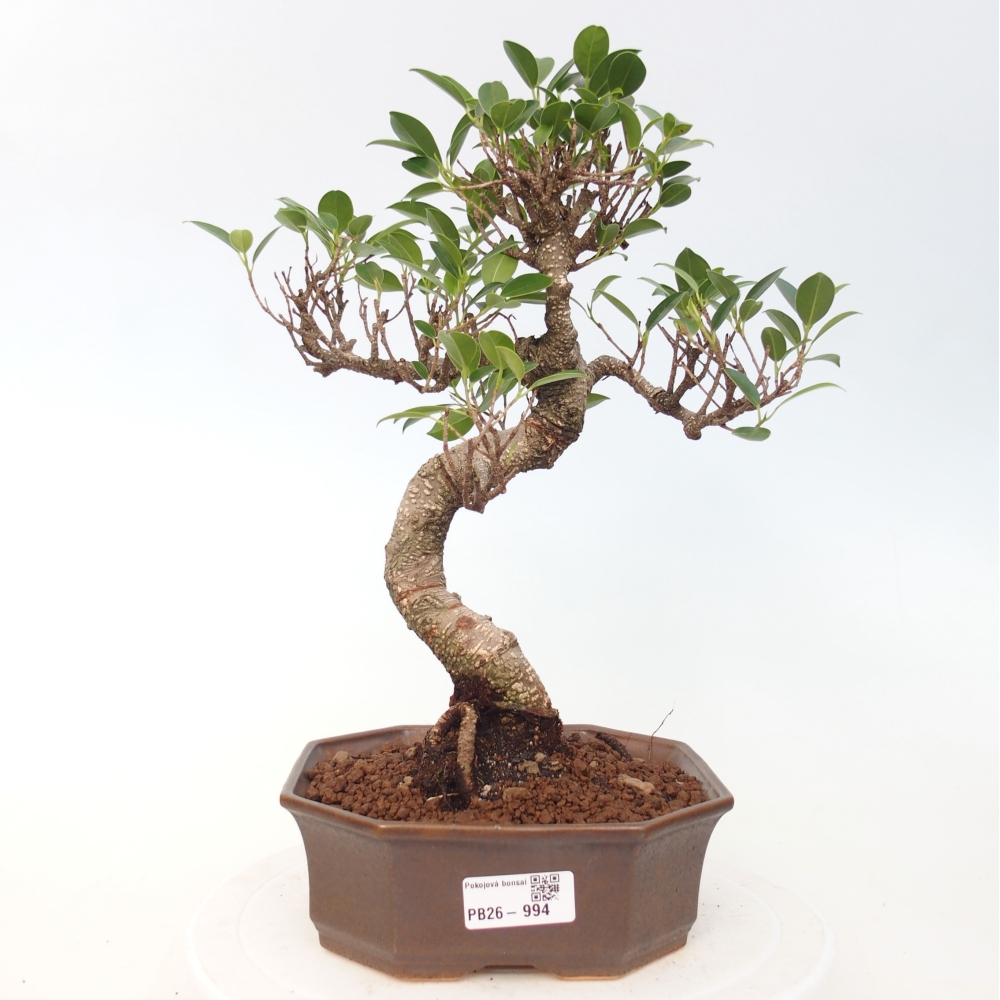 Pokojová bonsai - Ficus retusa -  malolistý fíkus
