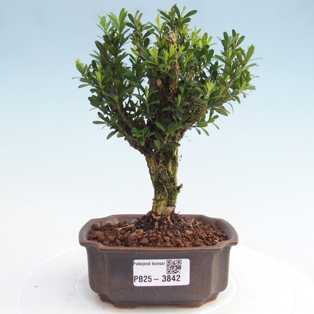 Pokojová bonsai - Buxus harlandii -korkový buxus