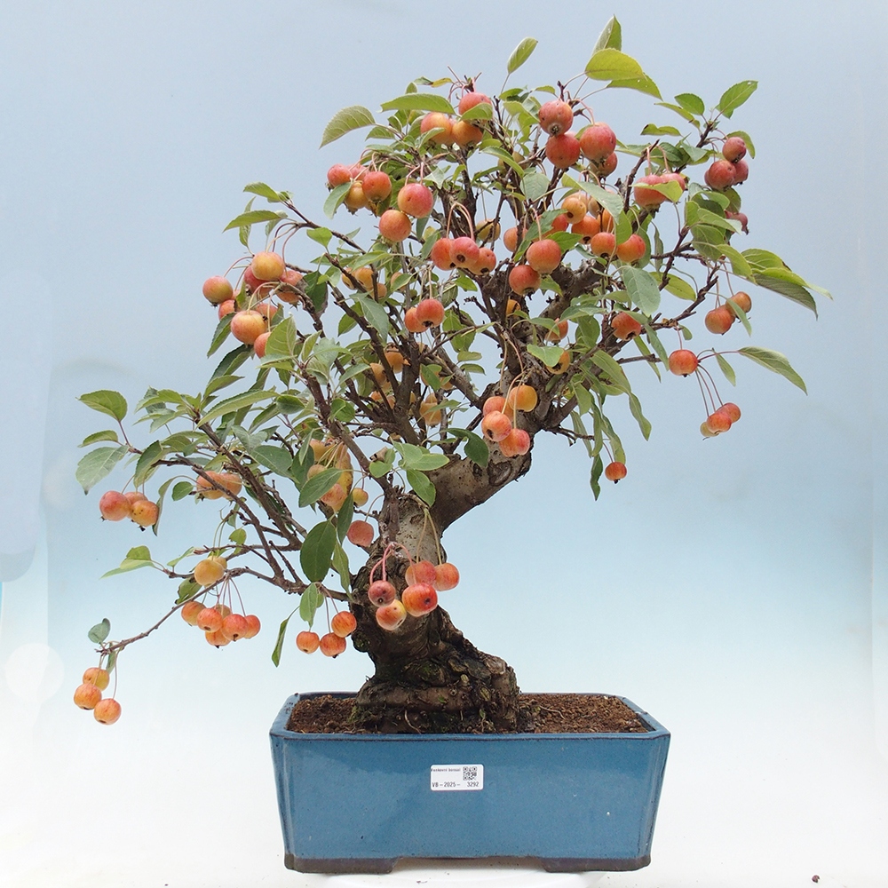 Venkovní bonsai -Malus halliana - Maloplodá jabloň