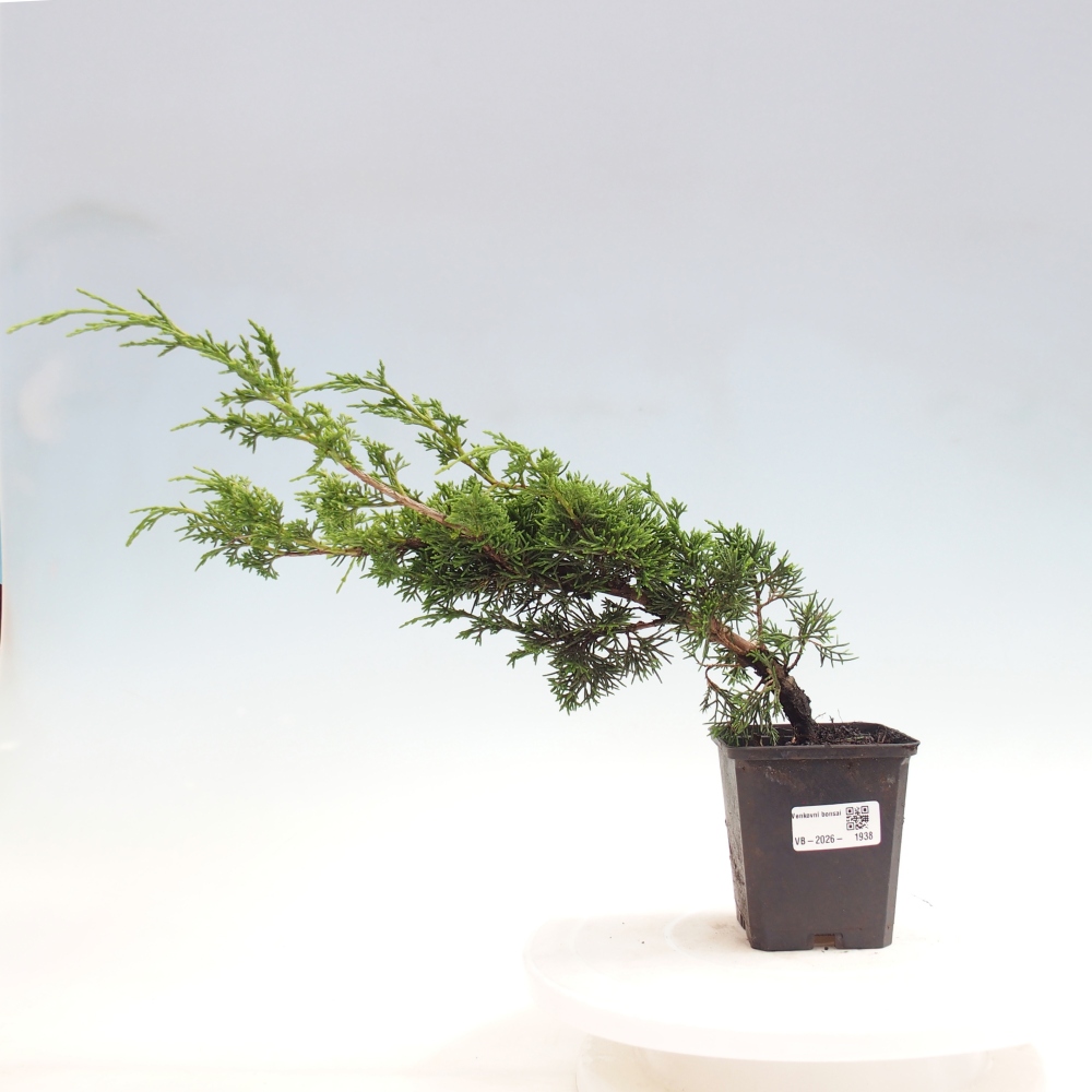 Venkovní bonsai - Juniperus chinensis Itoigawa -Jalovec čínský