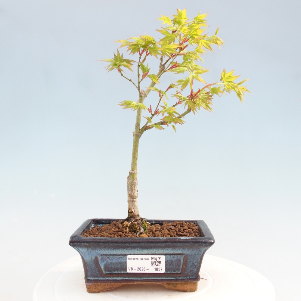 Acer palmatum Aureum - Javor dlanitolistý zlatý