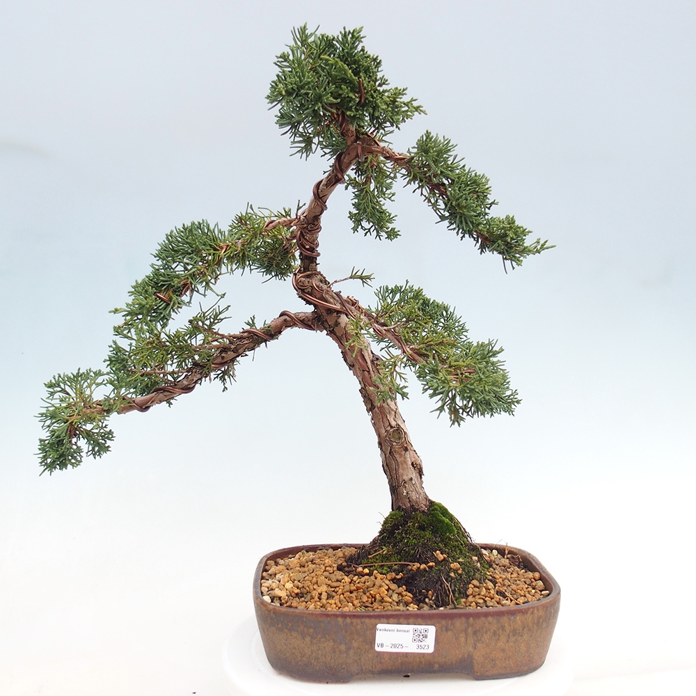 Venkovní bonsai - Juniperus chinensis Kishu -Jalovec čínský