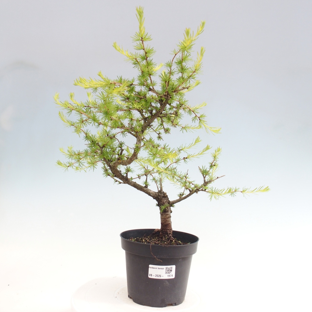 Venkovní bonsai -Larix decidua - Modřín opadavý 