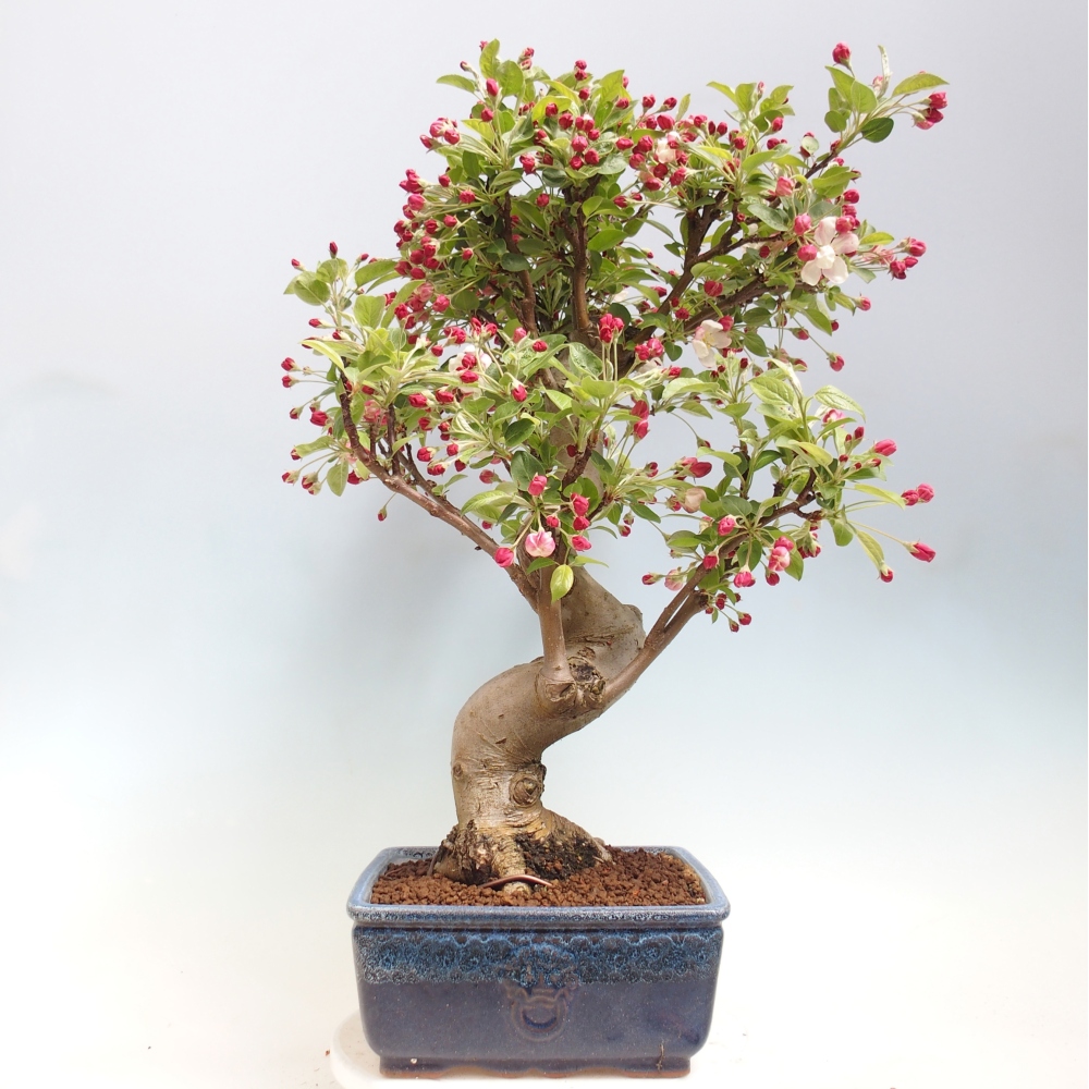 Venkovní bonsai -Malus halliana - Maloplodá jabloň