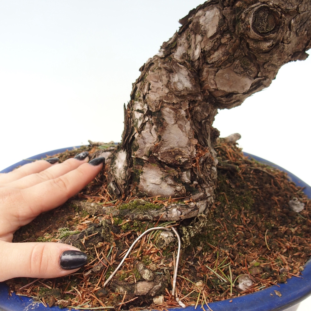Venkovní bonsai - Pinus parviflora - Borovice drobnokvětá