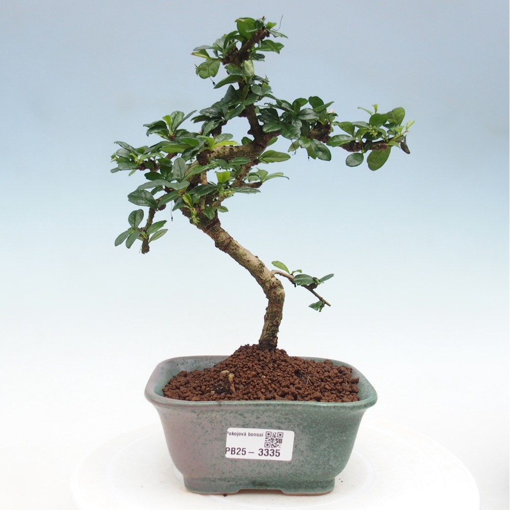 Pokojová bonsai - Carmona macrophylla - Čaj fuki