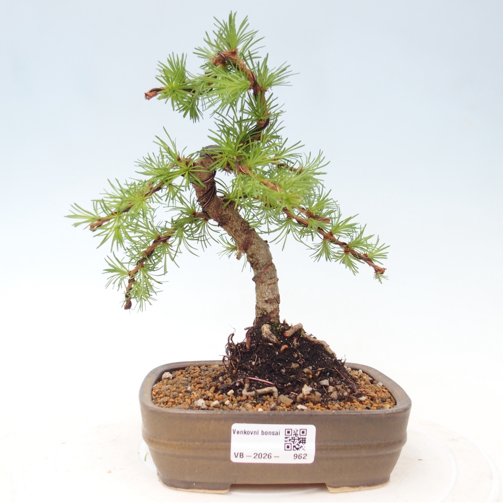 Venkovní bonsai - Larix Kaempferi - Modřín japonský