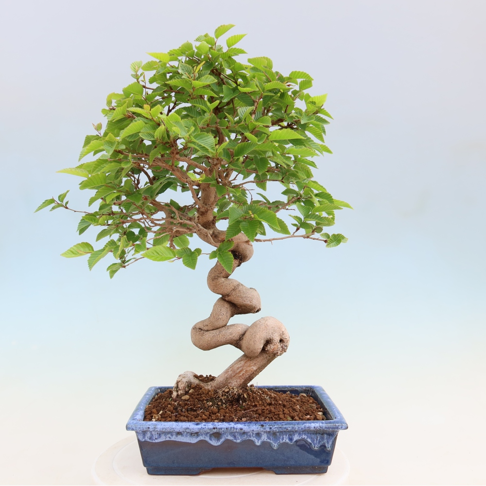 Venkovní bonsai -Carpinus coreana - Habr korejský