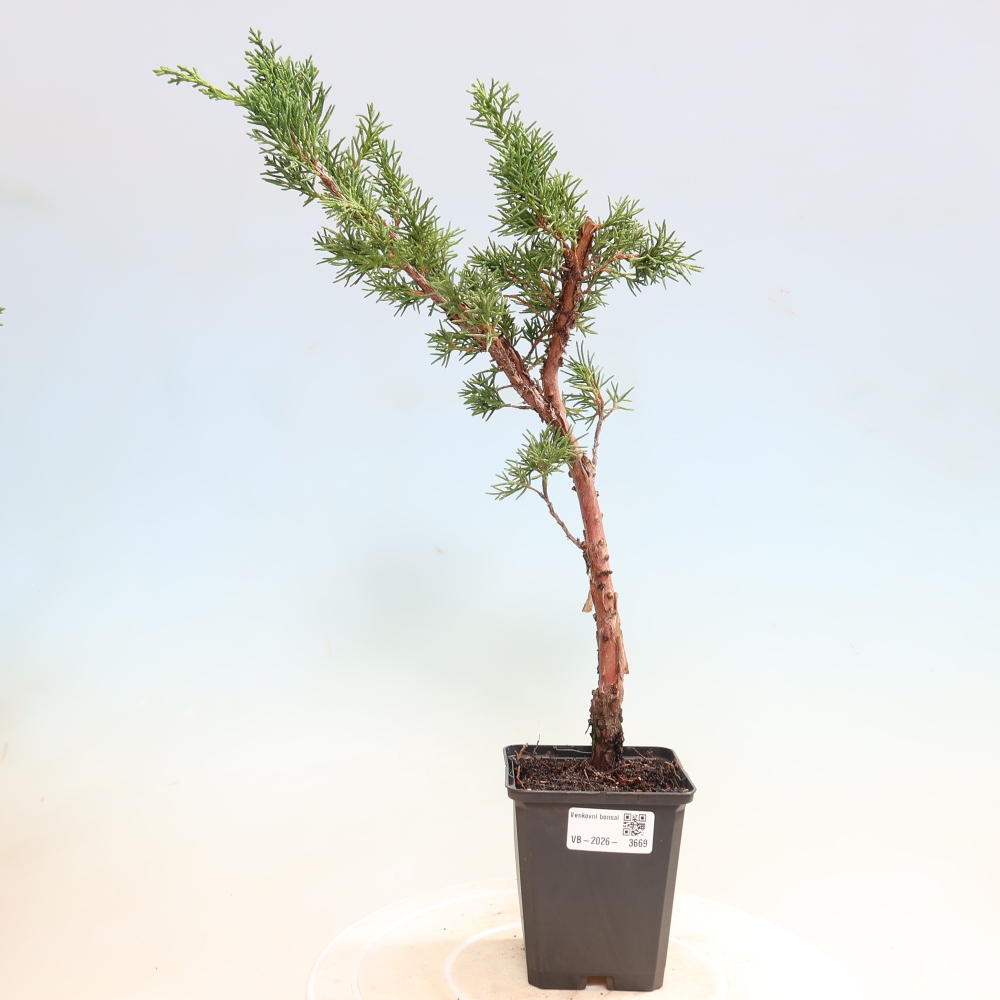 Venkovní bonsai - Juniperus chinensis Kishu -Jalovec čínský