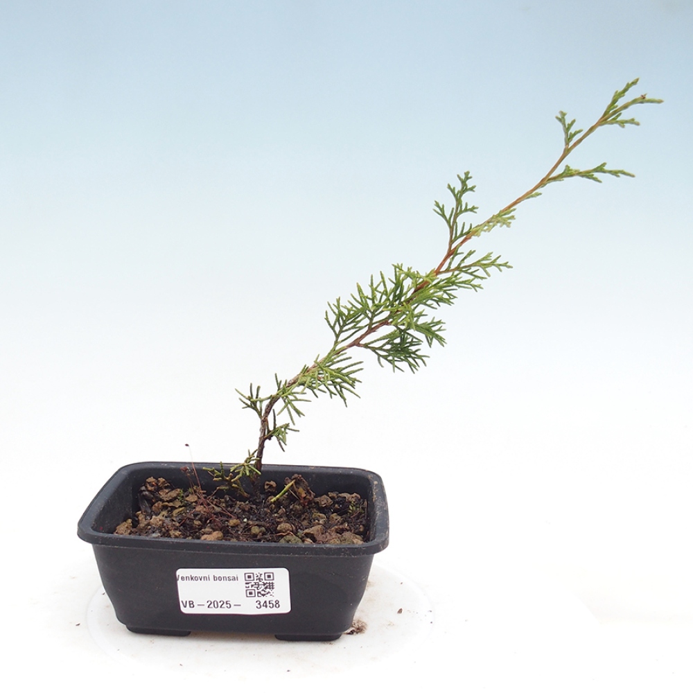 Venkovní bonsai - Juniperus chinensis Itoigawa -Jalovec čínský