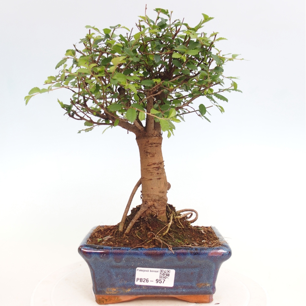 Pokojová bonsai - Ulmus parvifolia - Malolistý jilm