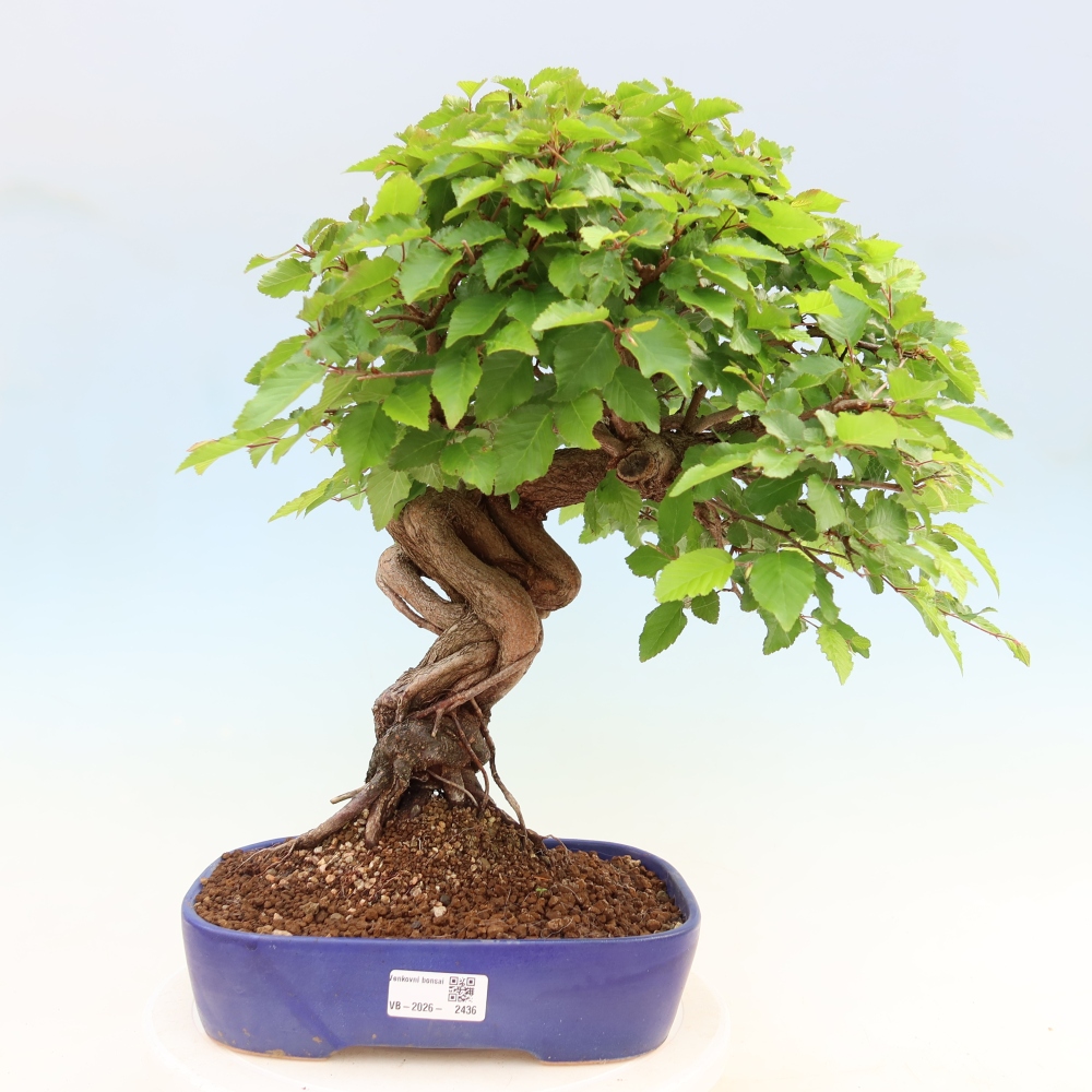 Venkovní bonsai -Carpinus Coreana - Habr korejský