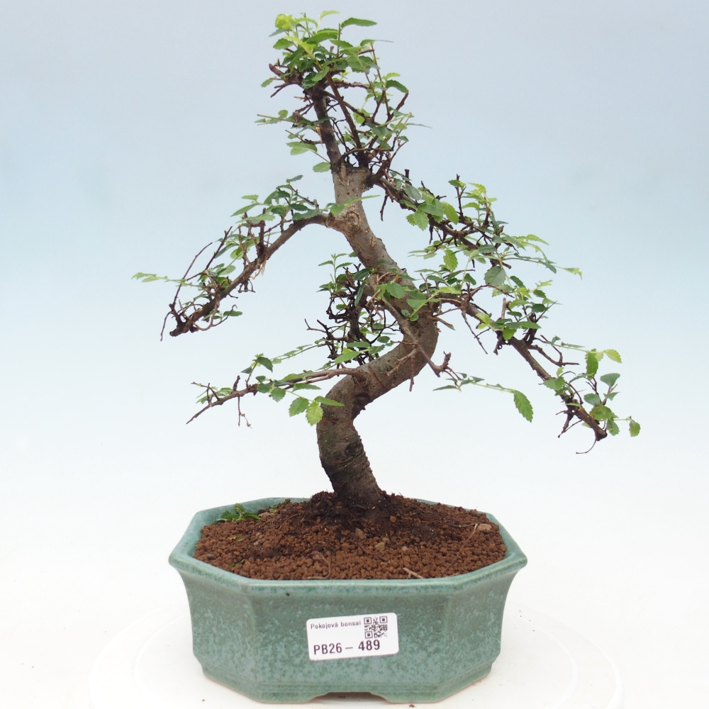 Pokojová bonsai - Ulmus parvifolia - Malolistý jilm