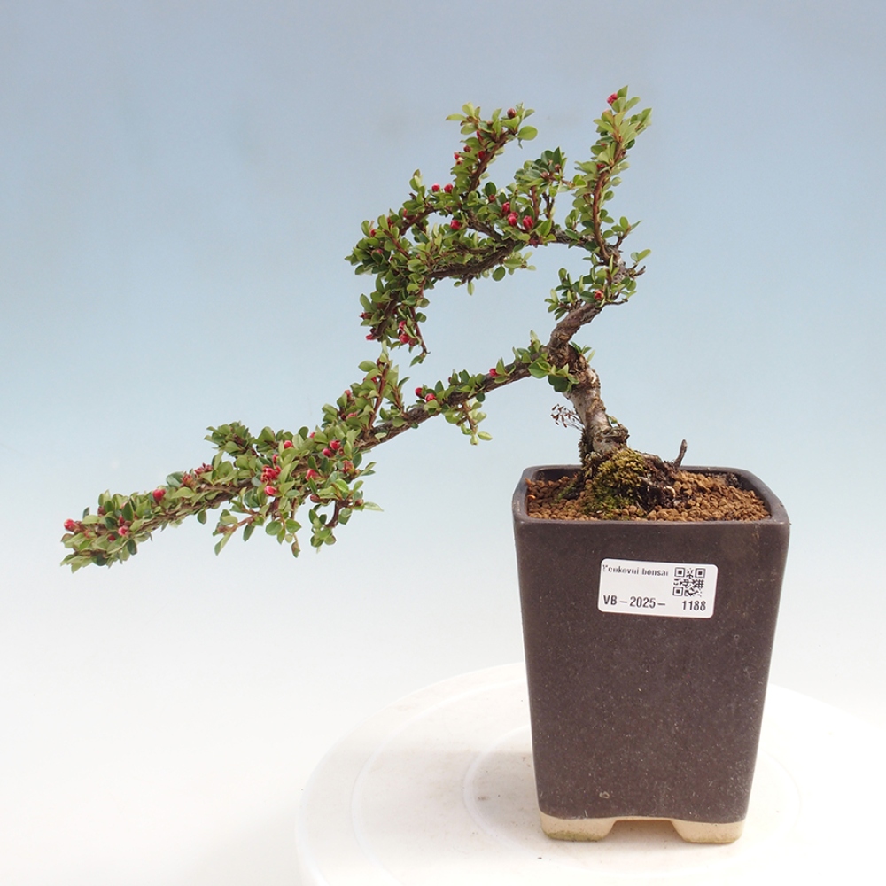 Venkovní bonsai - Cotoneaster horizontalis - Skalník