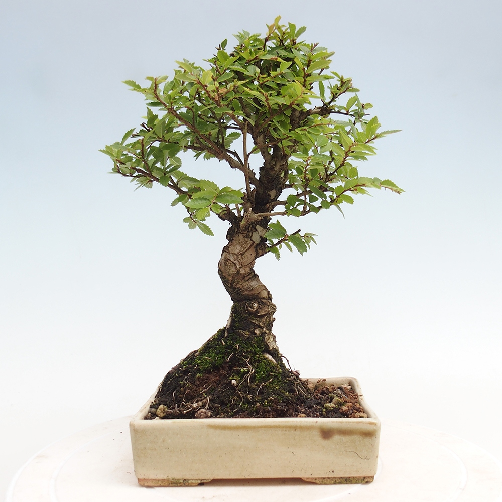 Venkovní bonsai - Zelkova - Zelkova NIRE