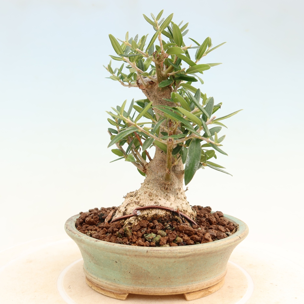 Pokojová bonsai - Olea europaea sylvestris -Oliva evropská drobnolistá