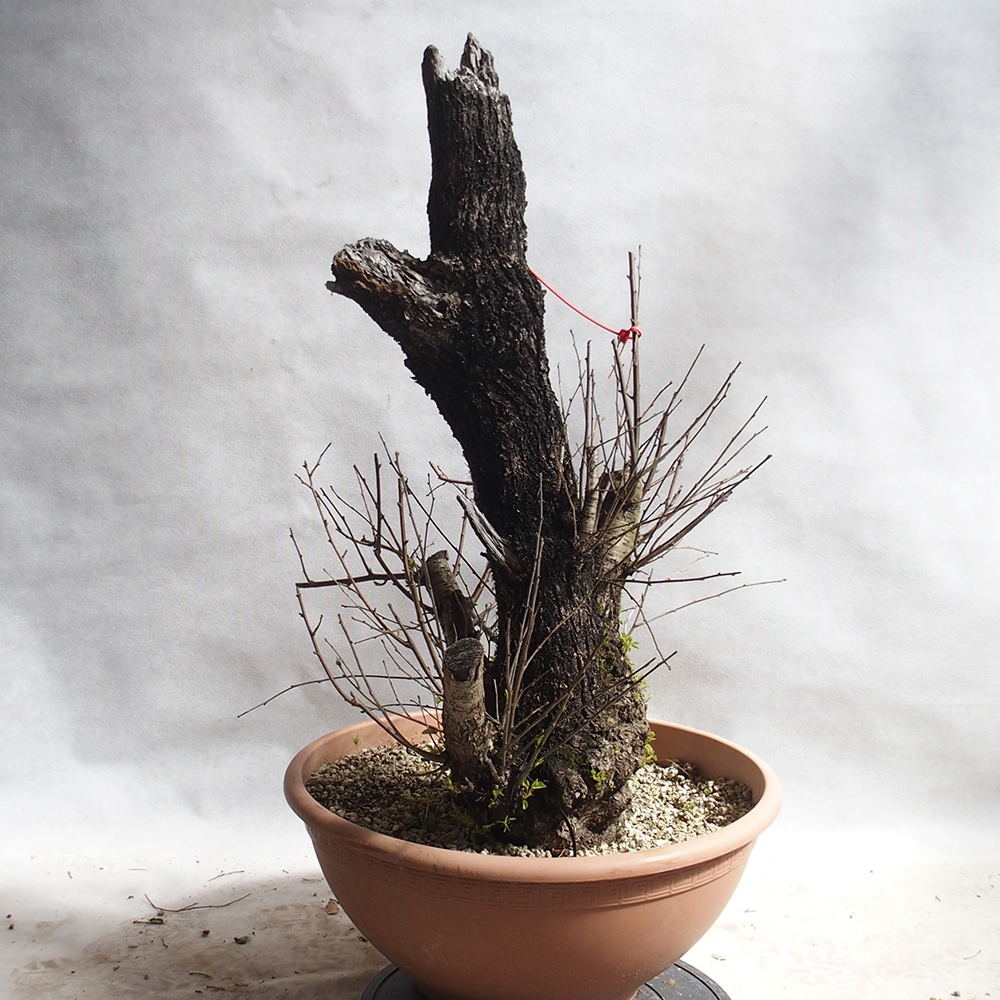 Venkovní bonsai -Mahalebka - Prunus mahaleb