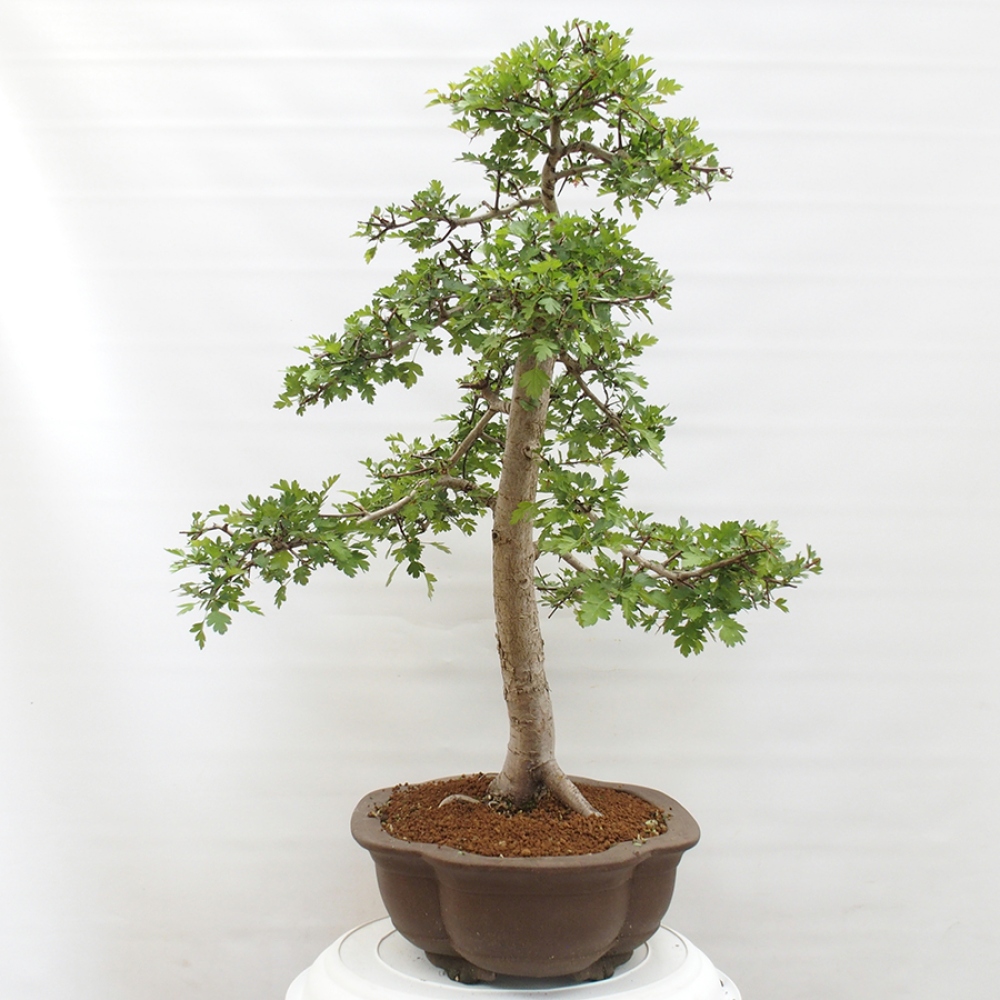 Venkovní bonsai - Hloh - Crataegus monogyna