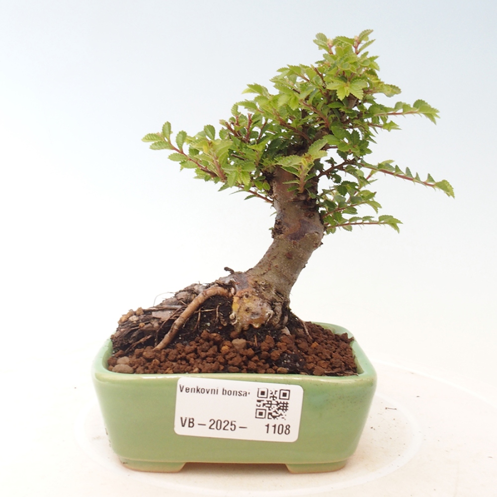 Venkovní bonsai - Ulmus parvifolia Sagei - Malolistý jilm