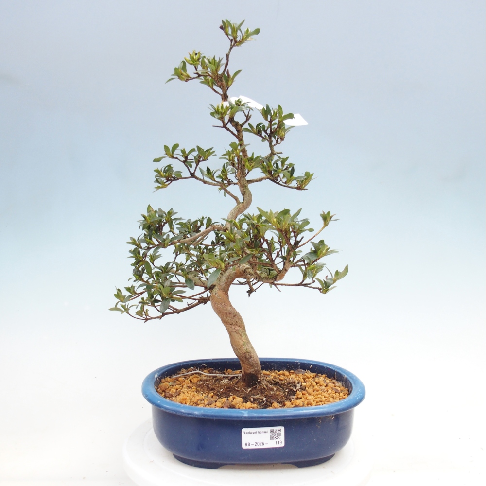 Venkovní bonsai - Japonská azalka - Azalea Secchuka