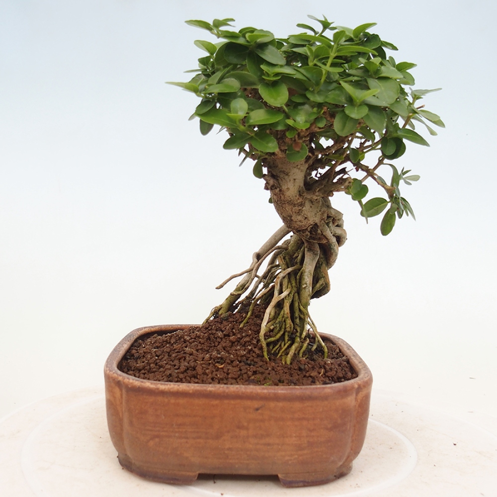 Pokojová bonsai - Premna serratifolia  - Kozlovoň malolistá