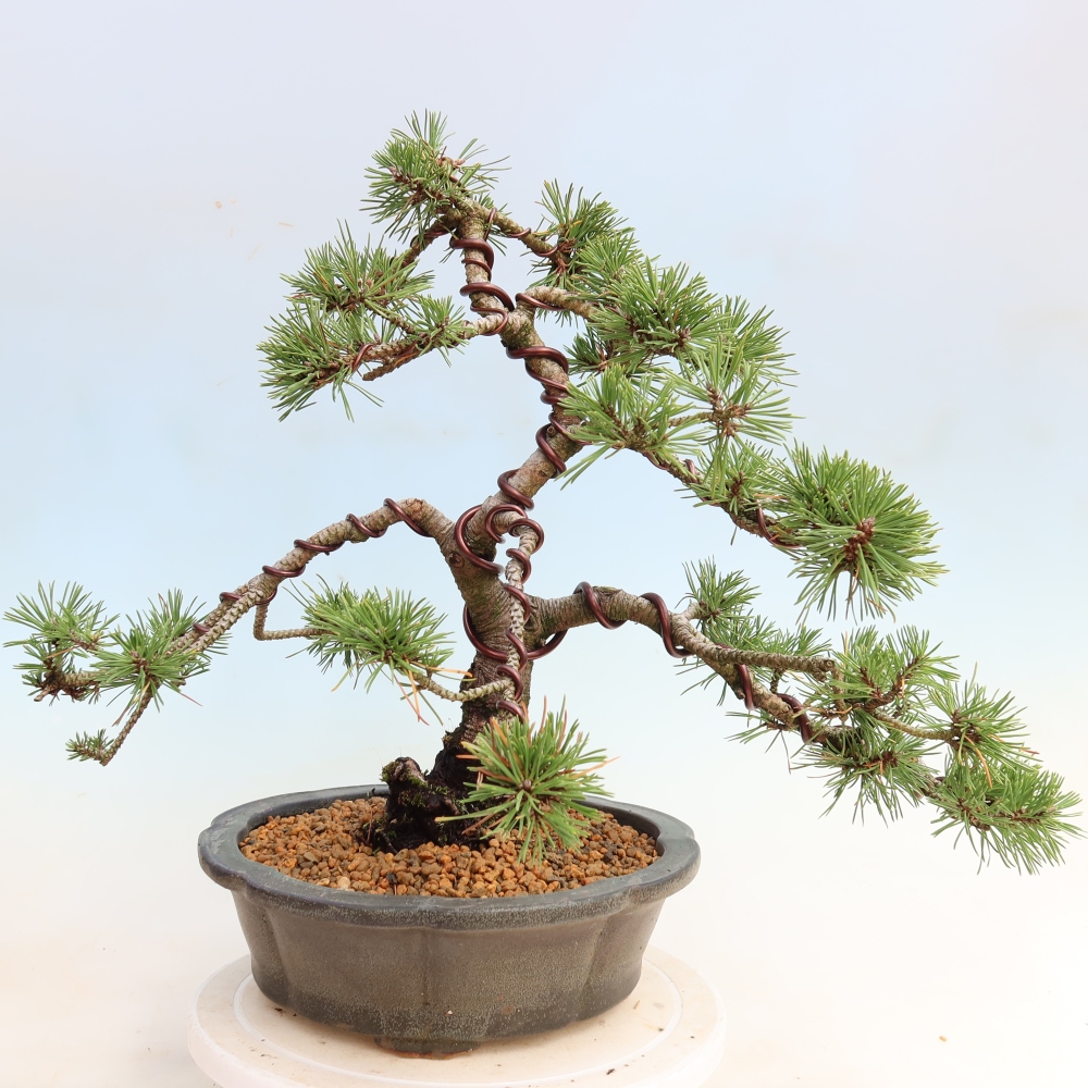 Venkovní bonsai - Pinus mugo Humpy  - Borovice kleč