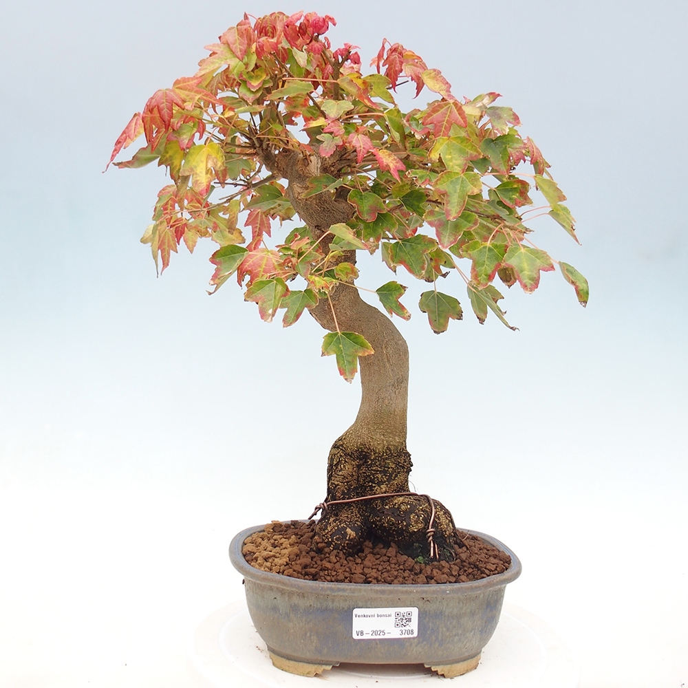 Venkovní bonsai - Acer Buergerianum - Javor Burgerův