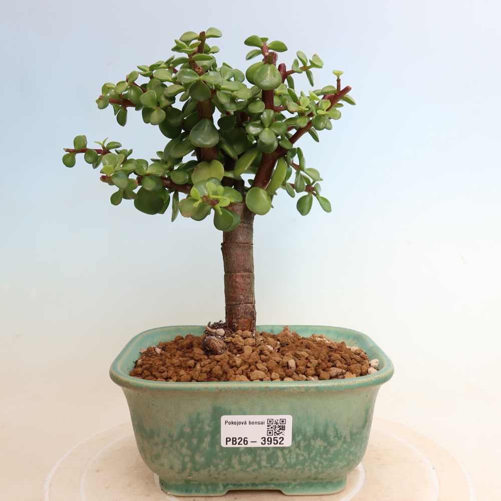 Pokojová bonsai - Portulakaria Afra - Tlustice